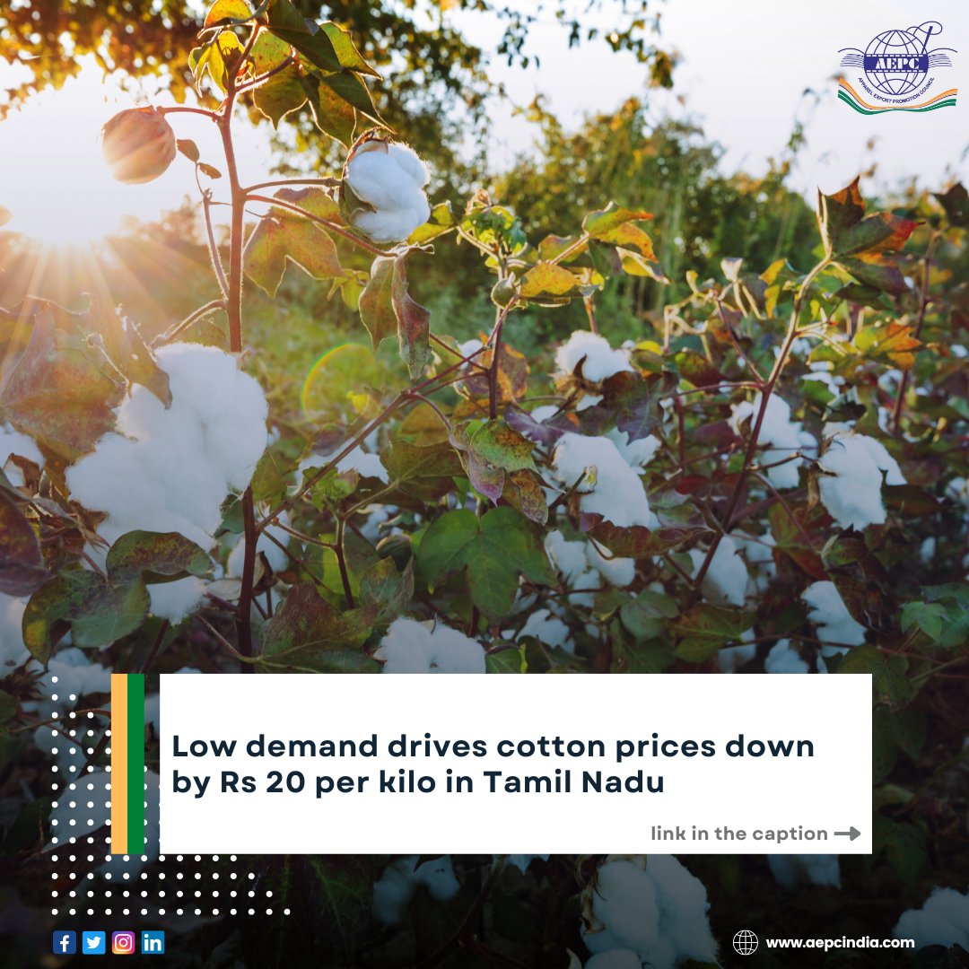 Low demand drives cotton prices down by Rs 20 per kilo in Tamil Nadu Wisdom Cotton